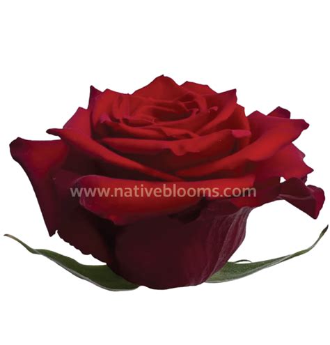 Quicksand Roses | Wholesale Ecuadorian Roses | Native Blooms