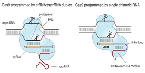 Crisprcas9基因定点编辑技 威斯腾生物——16年专注模式动物原代培养基因编辑！