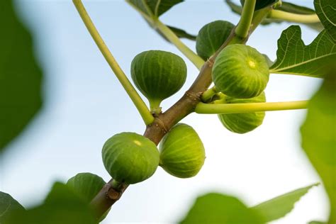 How To Grow A Fig Tree A Complete Beginners Guide Minneopa Orchards