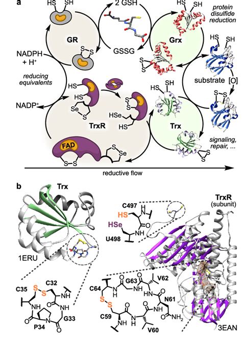 Key Players In Dithiol Disulfide Homeostasis A Nadphdriven Cellular