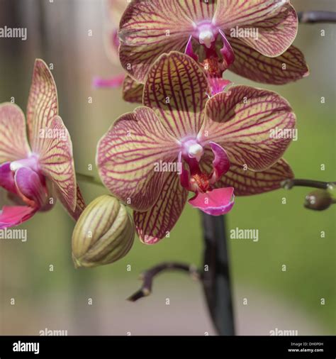 Yellow And Purple Orchid Flowers Hi Res Stock Photography And Images