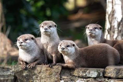 Otter - A-Z Animals