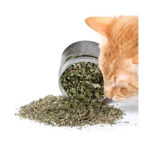 Hierba Gatera Catnip G Fauna Salud