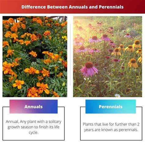 Annuals Vs Perennials Difference And Comparison