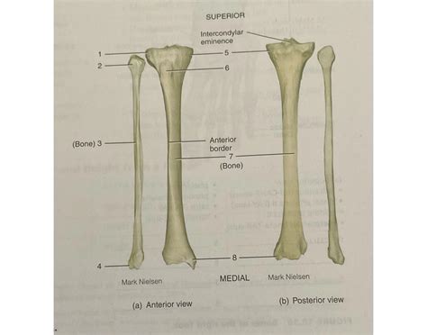 Tibia and fibula bones and articulations Quiz