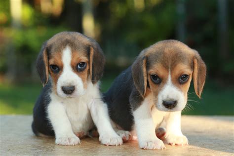 The Top 5 Most Reliable Beagle Breeders In Ontario