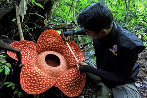 An Elusive 'Corpse Lily' Bloomed Larger Than Ever Before in Indonesia ...