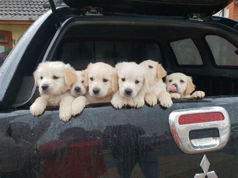 Los Gratuitos Cachorros De Raza Golden Retriever Madrid