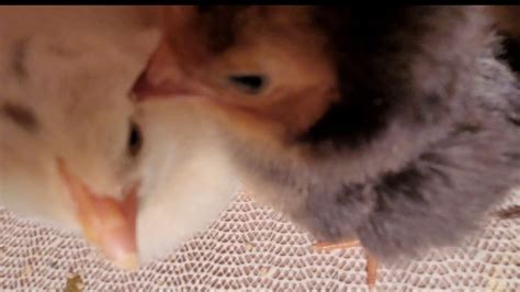 5 24 Chicky Porn Fuzzy Cuteness YouTube