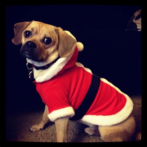 Merry Puggle Christmas Christmas Animals Puggle Animals