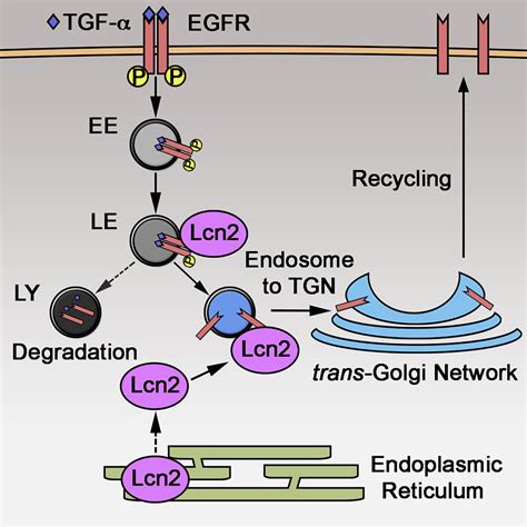 Lipocalin Regulates Epidermal Growth Factor Receptor Intracellular