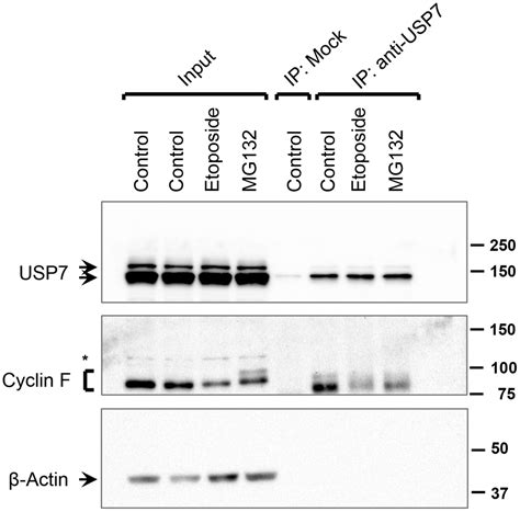 deubiquitylase usp    cyclin  interacting protein