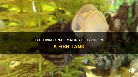 Exploring Snail Mating Behavior In A Fish Tank | PetShun