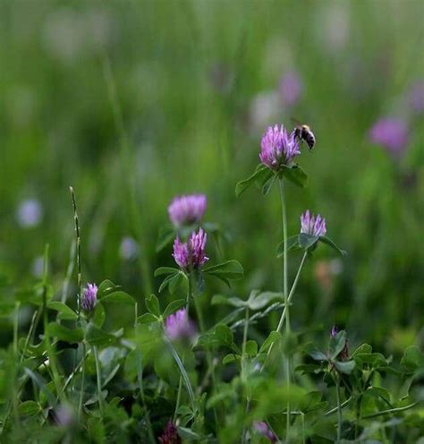 Red Clover Seed Mix Grass Buy Red Clover Seeds