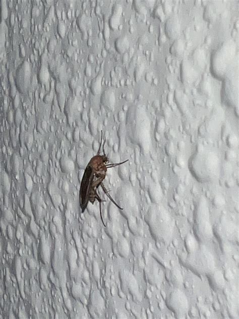 Small, flying insect : r/whatsthisbug