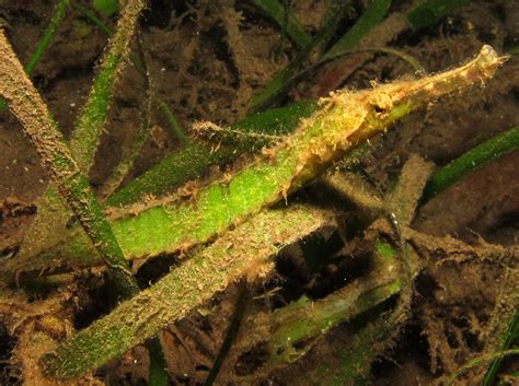 Double-Ended Pipefish - Syngnathoides biaculeatus - Pipefishes - Alligator Pipefish - Tropical Reefs