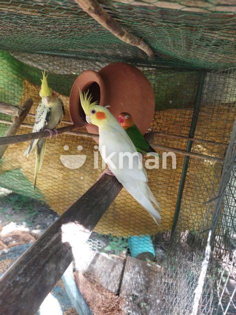 Cocktail Birds For Sale In Ampara City Ikman