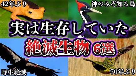 【ゆっくり解説】実は生存していた絶滅から再発見された絶滅生物たちがヤバい Youtube