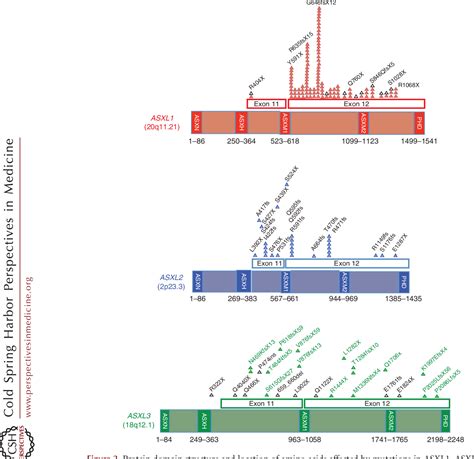 Figure 3 From The Role Of Additional Bs Like Proteins In Cancer Semantic Scholar