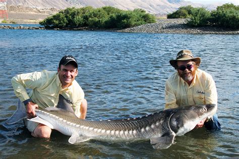 Fishing For Sturgeons On The Columbia River