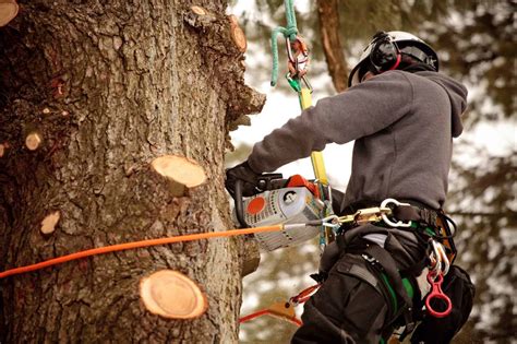 Eusebio Tree Service Houston Prime Realty