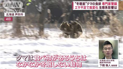 眠らぬクマ “冬眠前”脅威の食欲明らかに 畑に相次ぎ出没400kg巨大ヒグマも