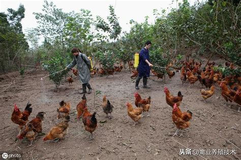 養殖小妙招：雞新城疫怎麼治療？雞新城疫防控小妙招 每日頭條