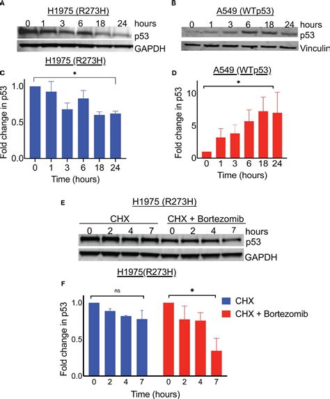 Frontiers Proteasome Inhibition Paradoxically Degrades Gain Of