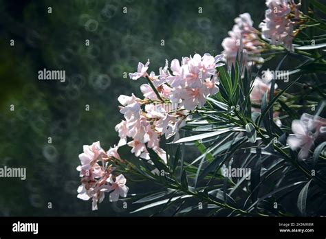 Branches Of A Pink Oleander In Bloom Stock Photo Alamy