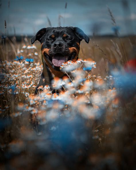 Dog Rottweiler Flower Free Photo On Pixabay Pixabay