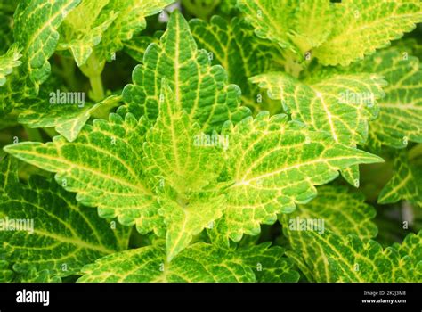 Hojas verde limón del coleus Plectranthus scutellarioides planta