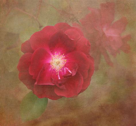 Rose Photograph By Angie Vogel Fine Art America