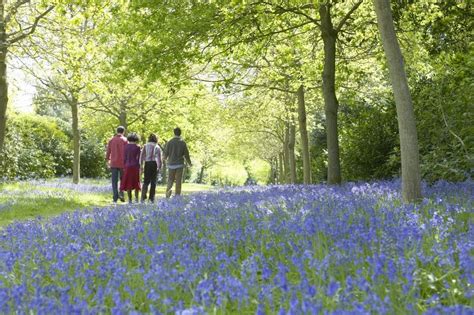 Best Walks For British Bluebells Beautiful Gardens Spring Garden