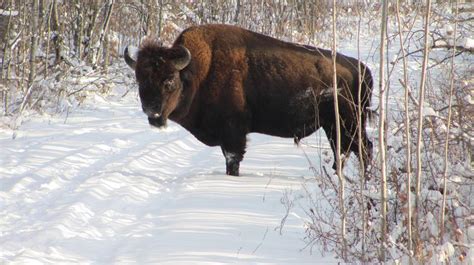 What’s needed next for Canada’s Bison? | CPAWS Saskatchewan