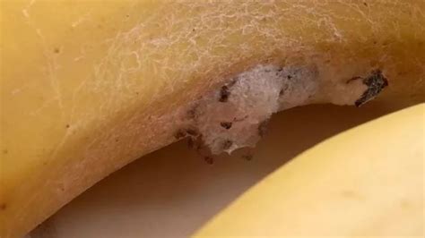 Trovano Decine Di Ragni Velenosi In Una Banana La Reazione Della