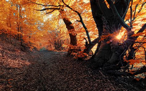 Forest in fall wallpaper | nature and landscape | Wallpaper Better