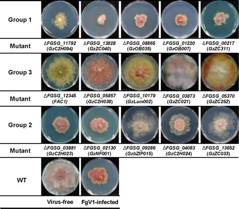 Frontiers A Phenome Wide Association Study Of The Effects Of Fusarium