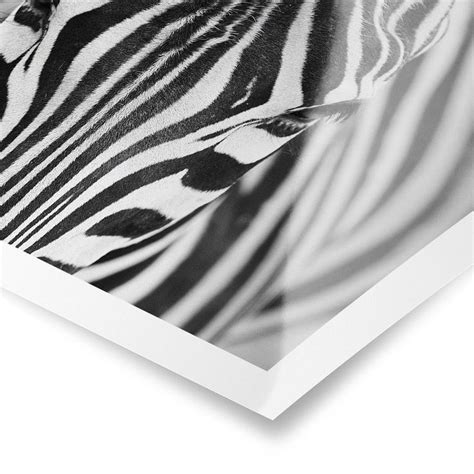 Zebra Look Poster Im Querformat Bilderwelten In Posters