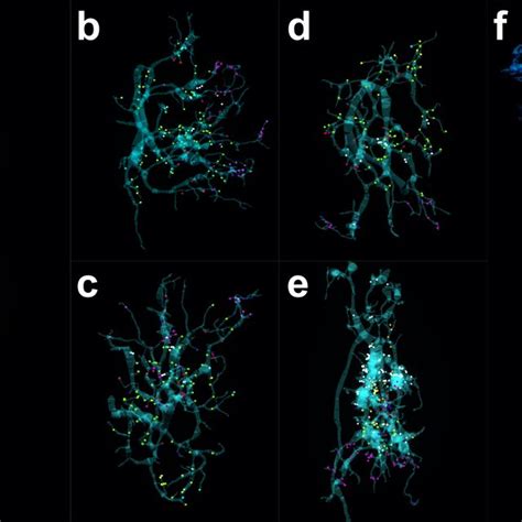 Using The Synaptome Map To Probe The Distribution Of Synapses A D