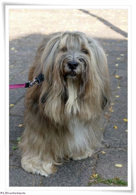 Hundeblog Einfach Socke In Meiner Badewanne Bin Ich Kapit N