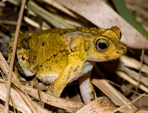 Puerto Rican Crested Toad: Saving an Endangered Species