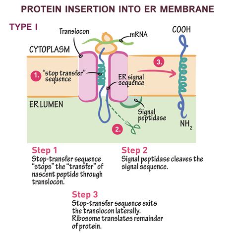 Cell Biology Glossary Protein Insertion Into The Endoplasmic Reticulum