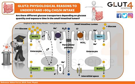 Glucose Absorption In The Enterocyte GLUT2 New Transporter GLUT2