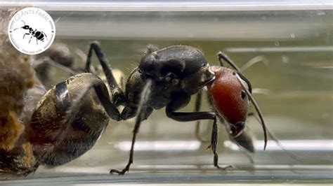 Camponotus Singularis Gj Ant Farm