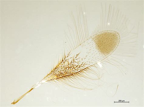 Polynema Sagittaria Waspweb