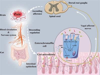 Enterochromaffin Cells: Sentinels to Gut Microbiota in Hyperalgesia ...