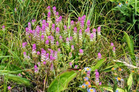 Wildflowers Found in Oregon - Purple Owl's Clover