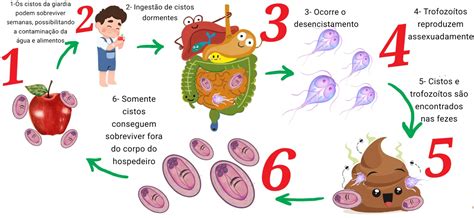 Ciclo De Vida Da Giardia BRAINCP