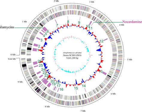 Frontiers Genome Sequencing Of Streptomyces Atratus Scsiozh And