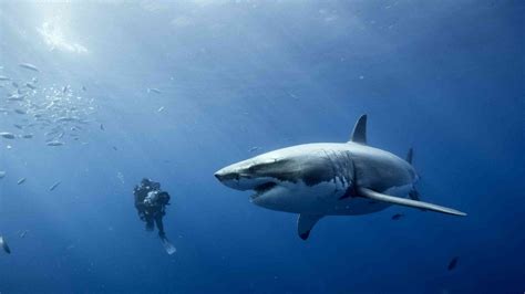 Free diving with great white sharks : EAF